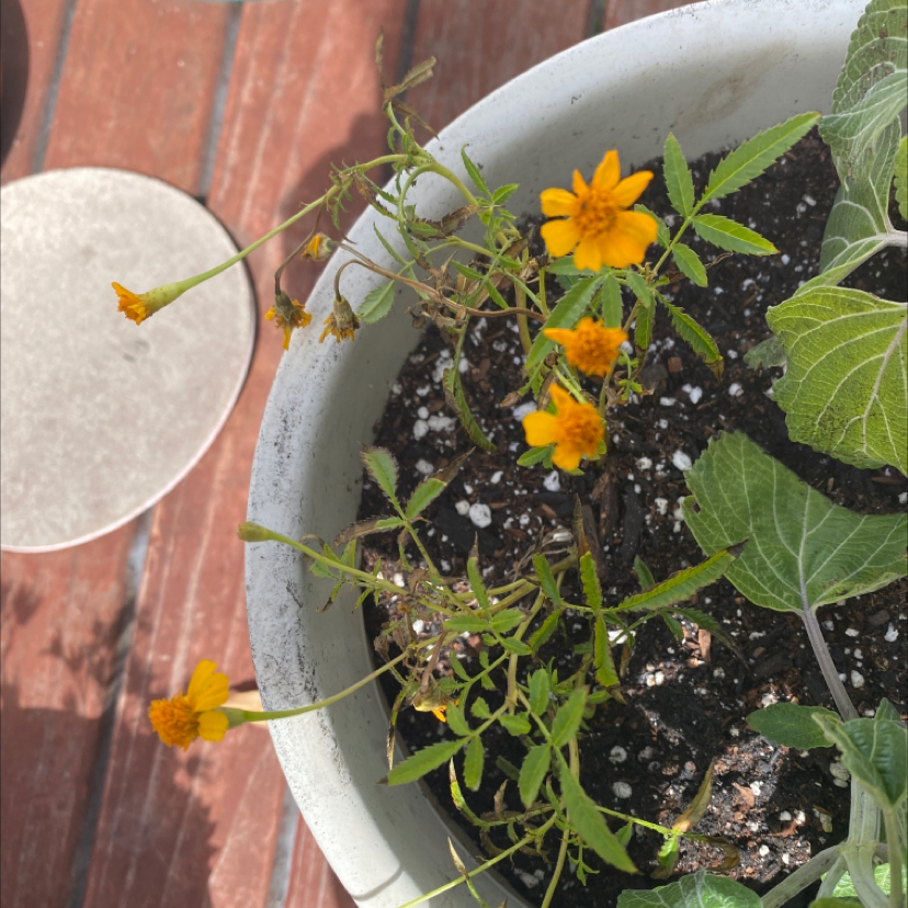 Photo of the plant species Lemmon's marigold by @frogfeelings named Lemmons Marigold on Greg, the plant care app