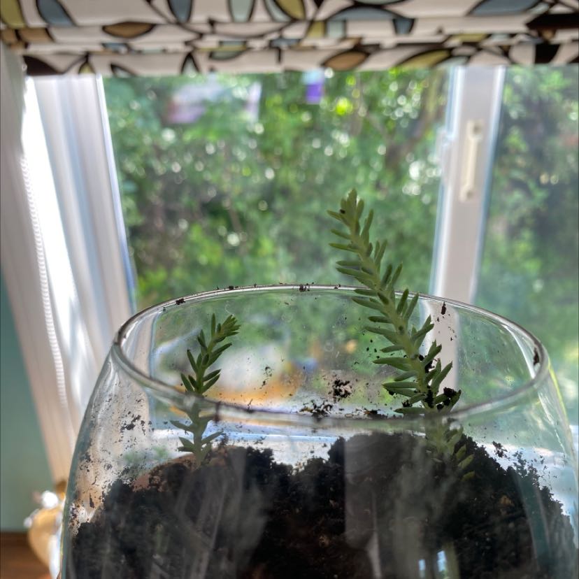 Annual Stonecrop plant in a glass container with visible soil, placed near a window.