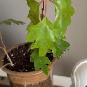 Photo of the plant species Oak Leaf Ivy by @Cowancountry named Oakley on Greg, the plant care app