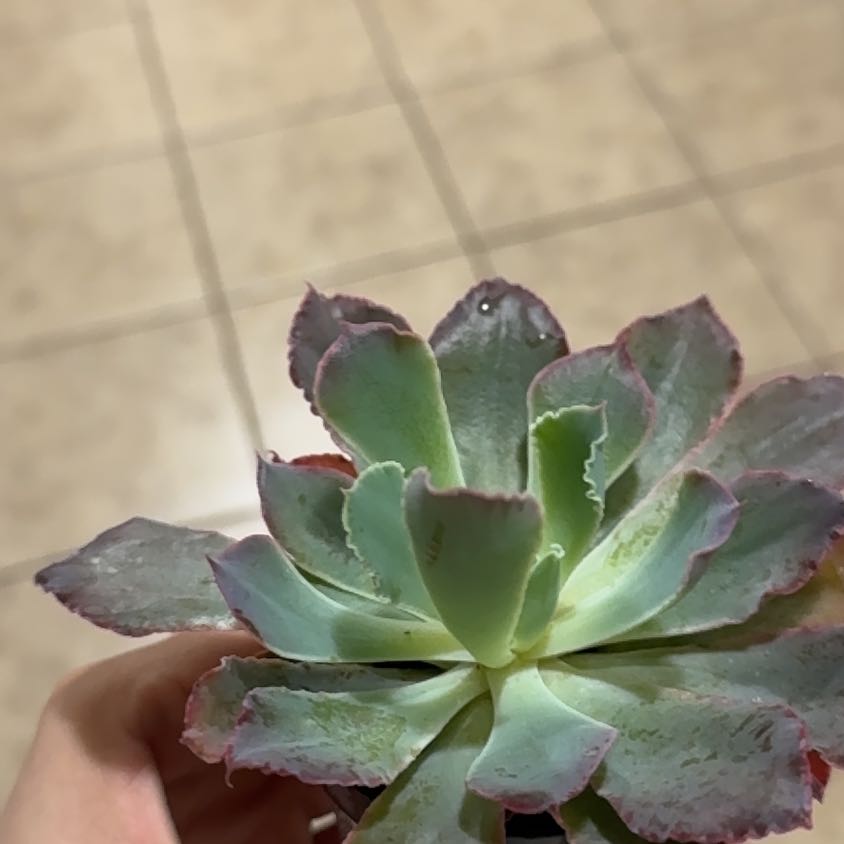 Photo of the plant species Succulent by @WinsomeKaro93 named Einstein on Greg, the plant care app