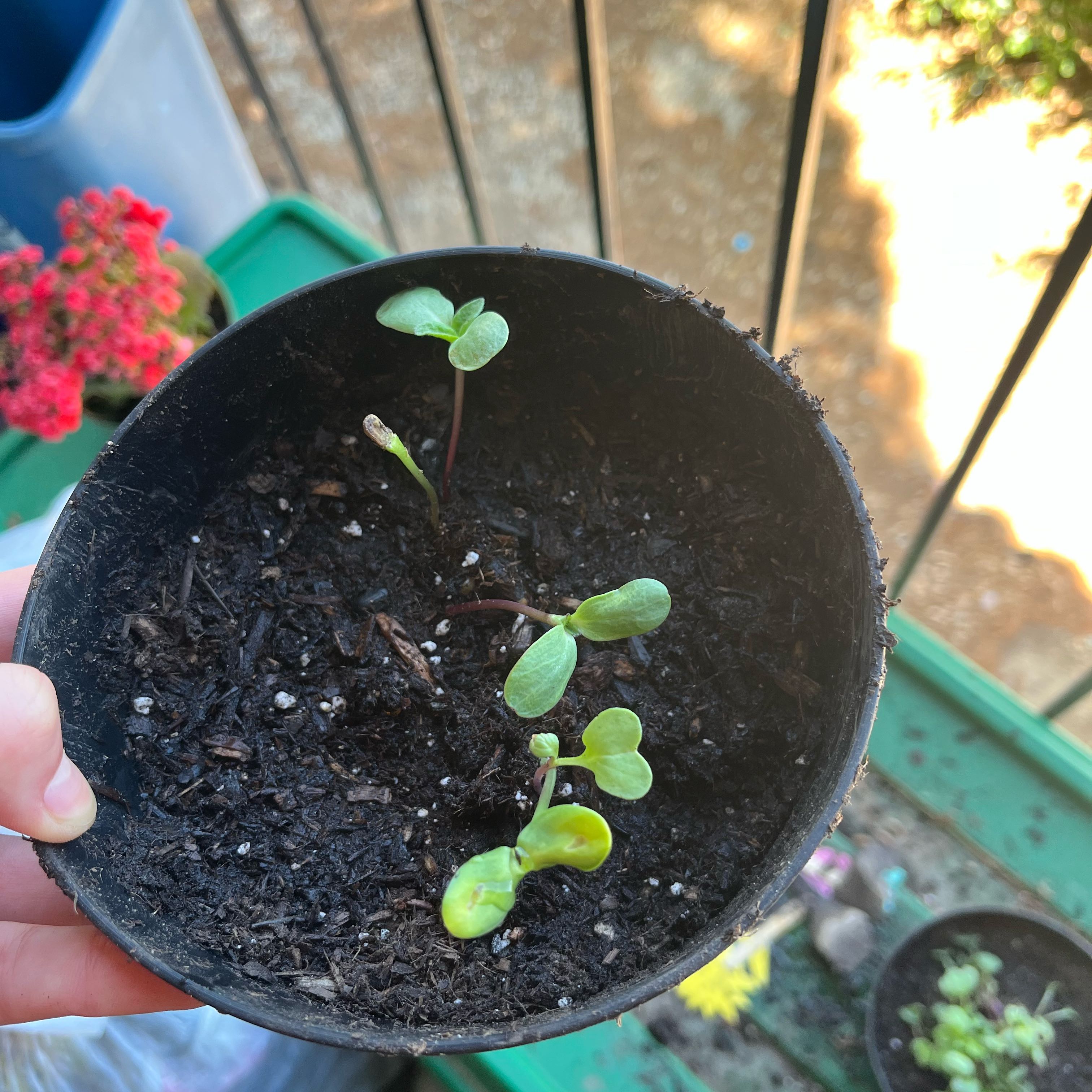Photo of the plant species Sunny Sunflower by @Zozosgarden named Betty on Greg, the plant care app