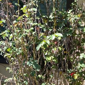 Photo of the plant species California Wildrose by @SilkenCarrot17 named Kardashian on Greg, the plant care app