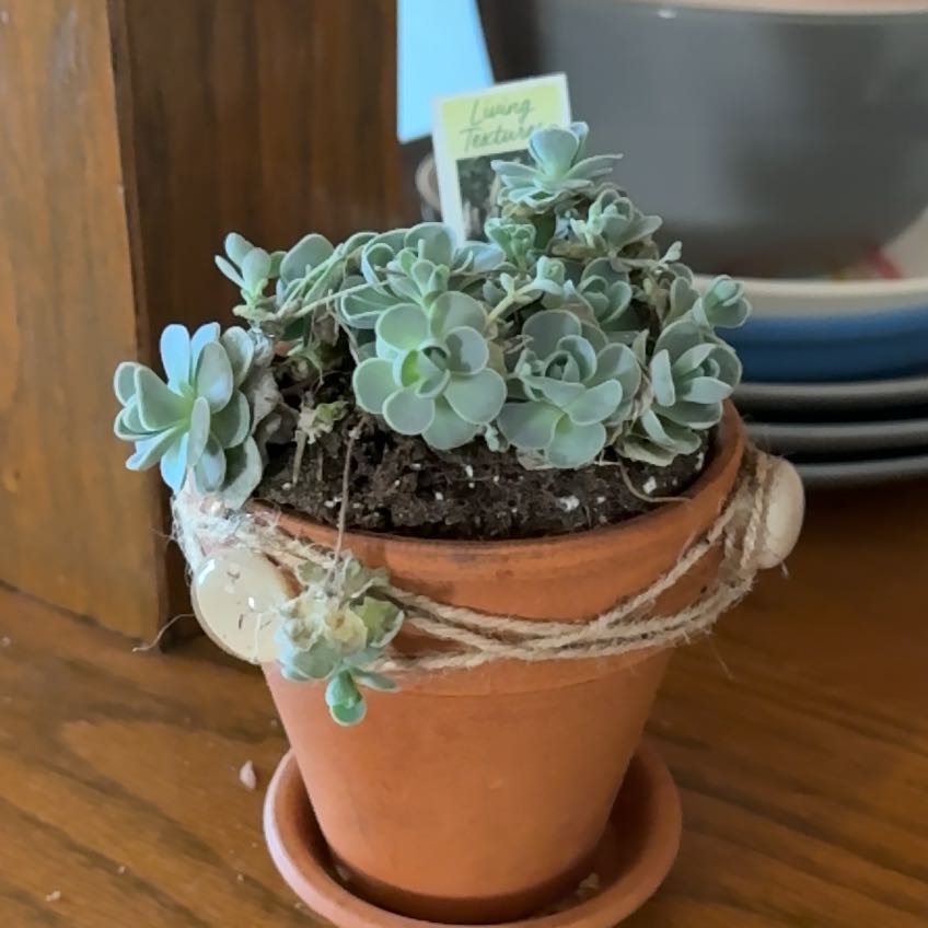 Photo of the plant species Orostachys iwarenge by @FireballFlax31 named Girlfrond on Greg, the plant care app