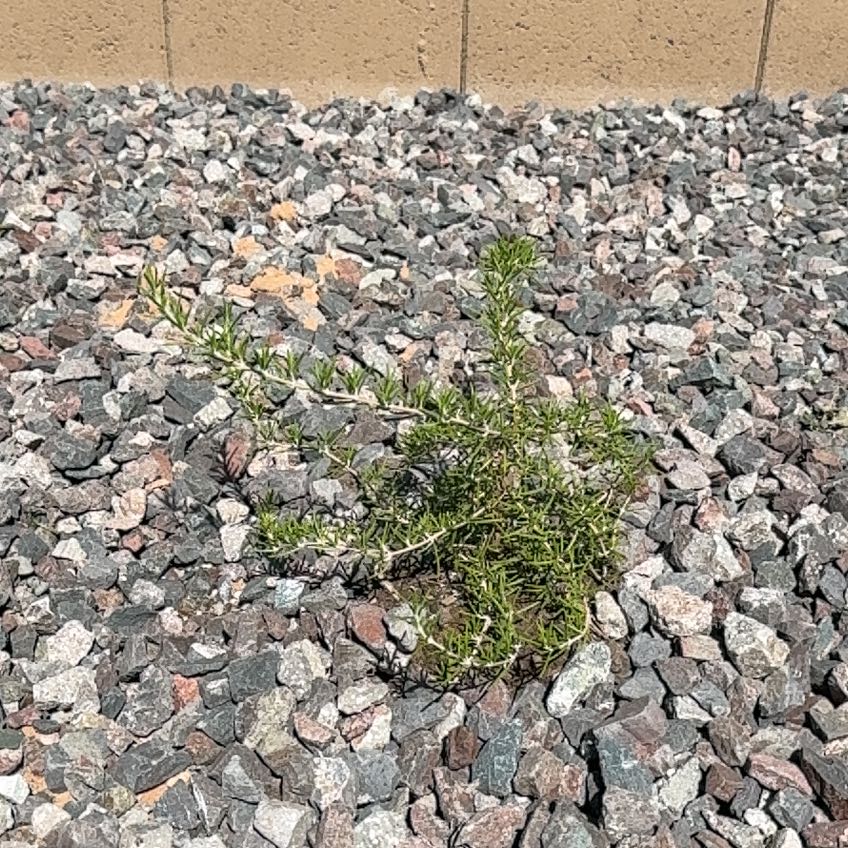 Photo of the plant species Tuscan Blue Rosemary by @GregWilliams28 named Zion on Greg, the plant care app