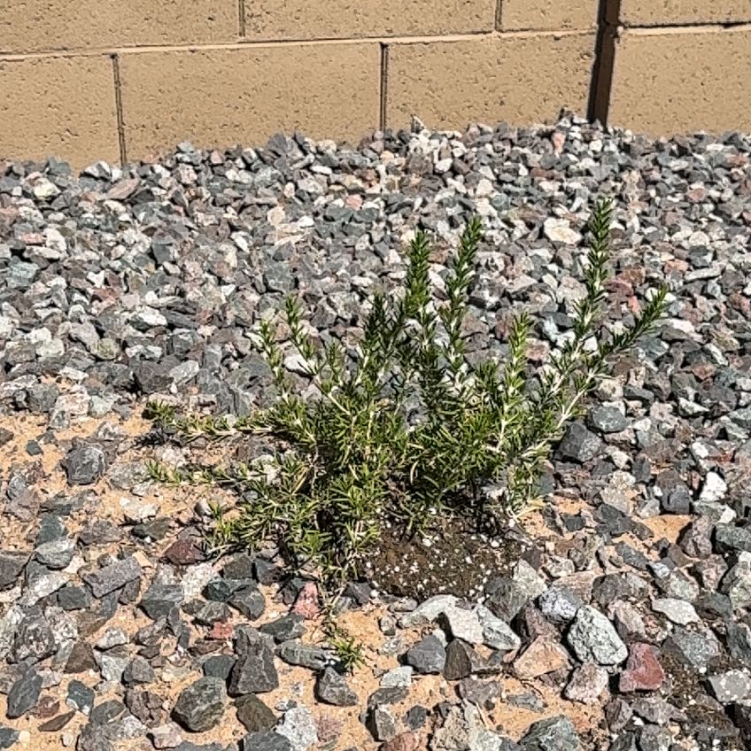 Photo of the plant species Tuscan Blue Rosemary by @GregWilliams28 named Shakira on Greg, the plant care app