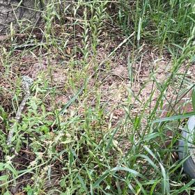 Photo of the plant species Annual Ryegrass by @Sal_Fisher named Beckham on Greg, the plant care app