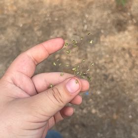 Photo of the plant species Common Duckweed by @Sal_Fisher named Tupot amaroot on Greg, the plant care app