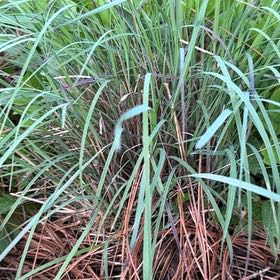 Photo of the plant species Little Bluestem 'Standing Ovation' by @CivilDaisy6 named Robert Plant on Greg, the plant care app