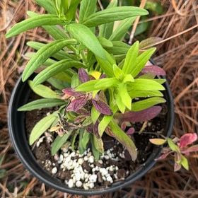 Photo of the plant species Aster 'Wood's Light Blue' by @CivilDaisy6 named Zion on Greg, the plant care app