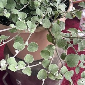 Photo of the plant species Trailing Dusty Miller by @BossKowhai11 named Zeus on Greg, the plant care app