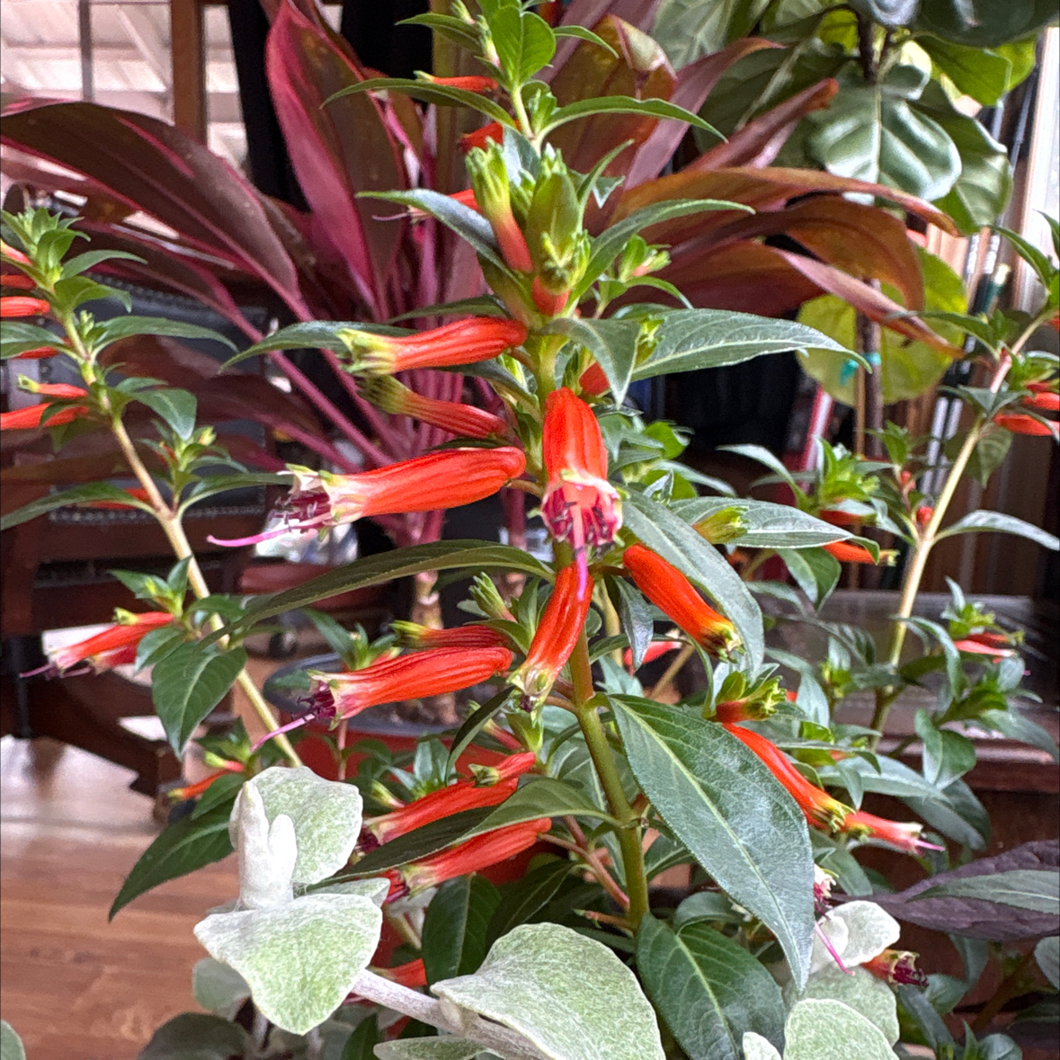 Photo of the plant species Vermillionaire® Firecracker Plant by @BossKowhai11 named James Dean on Greg, the plant care app