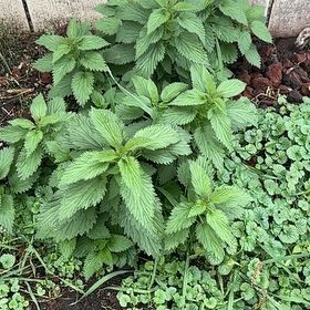 Photo of the plant species Hoary Stinging Nettle by @BeneficWildlime named Orlando Bloom on Greg, the plant care app
