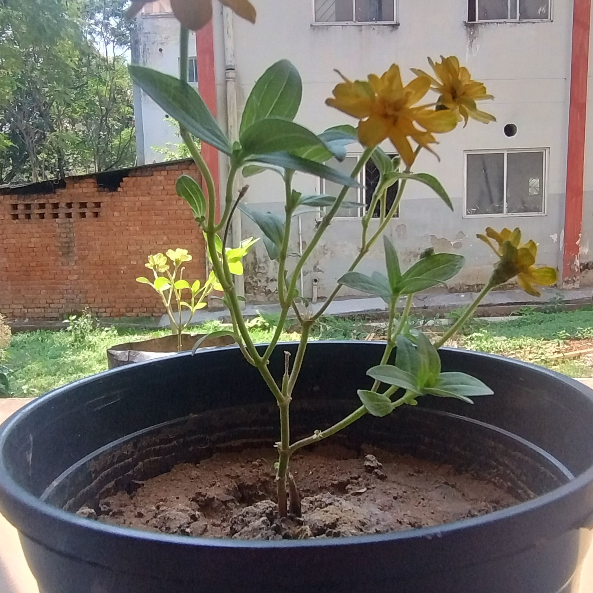 Photo of the plant species Zinnia 'Star Gold' by @JuicyKanono92 named Ronaldo on Greg, the plant care app