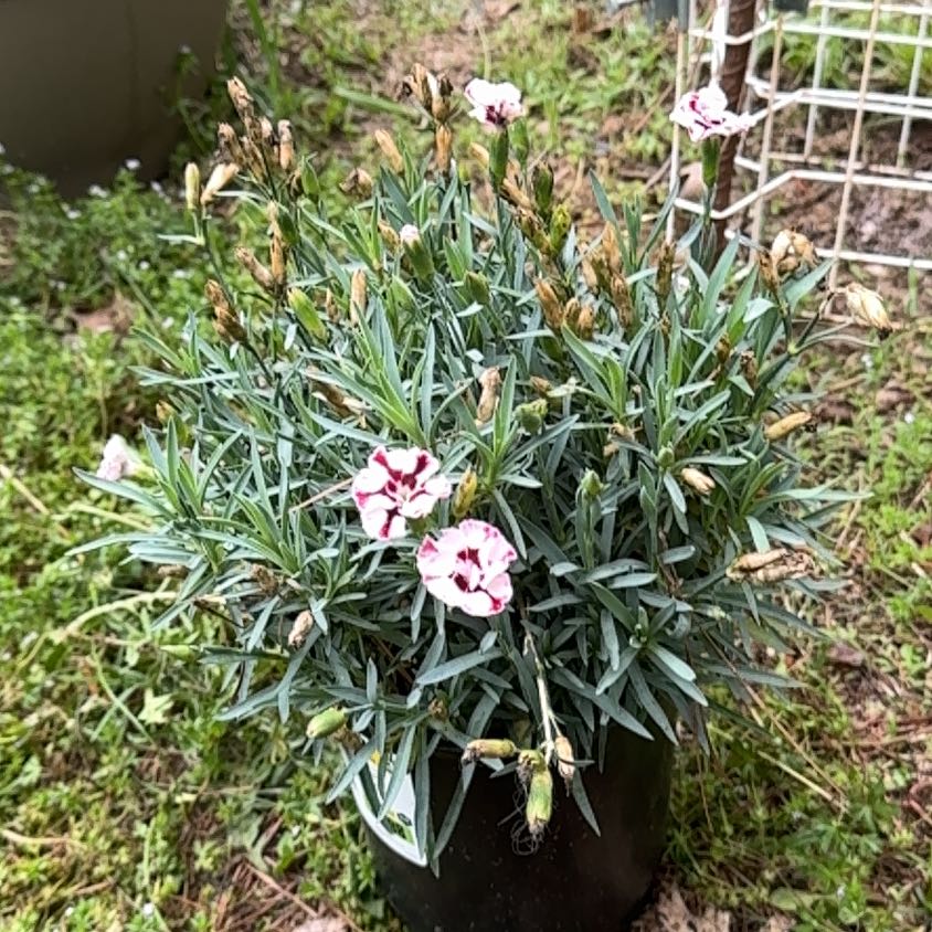 Photo of the plant species Dianthus 'Diane' by @Cairaayn named Kylie on Greg, the plant care app