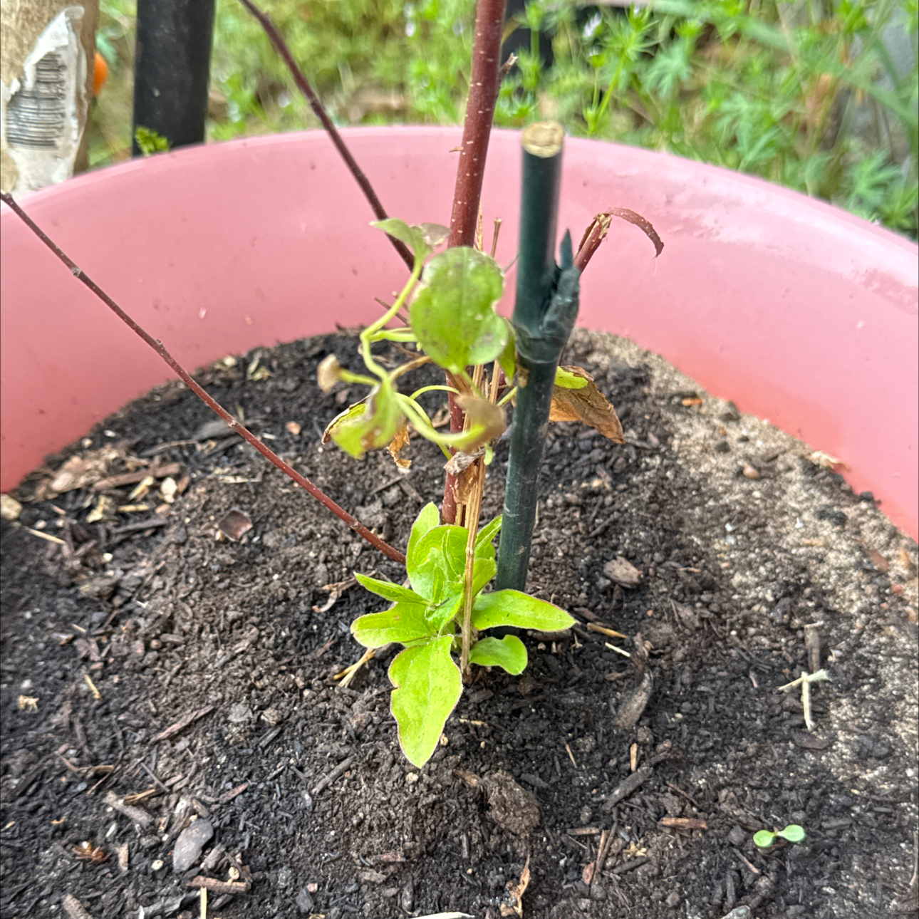 Photo of the plant species Pink Champagne by @Cairaayn named Kakio on Greg, the plant care app