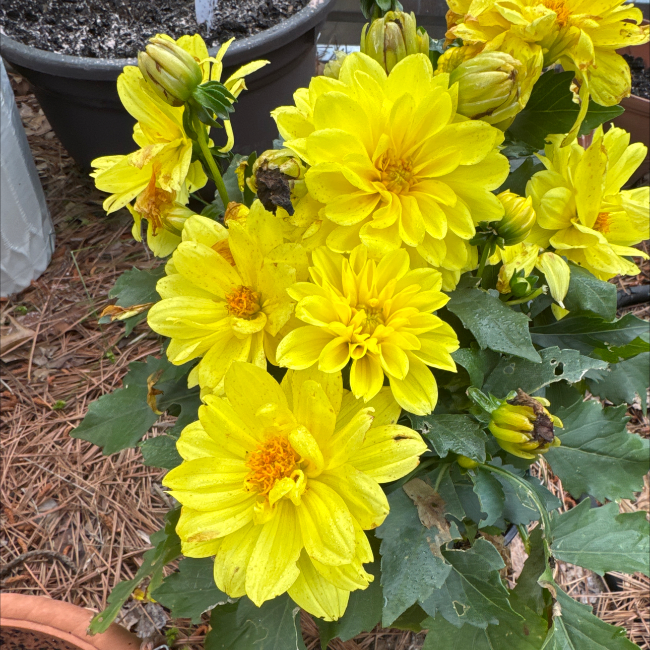 Photo of the plant species Hypnotica Yellow Improved Dahlia by @Cairaayn named Sunny on Greg, the plant care app