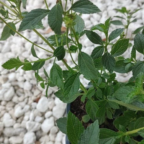 Photo of the plant species Velvet Shrubverbena by @TotalJellypalm named Spike Leaves on Greg, the plant care app