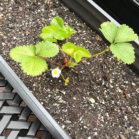 Photo of the plant species Ozark Beauty Strawberry by @PoshKanono41 named Ozark beauty on Greg, the plant care app