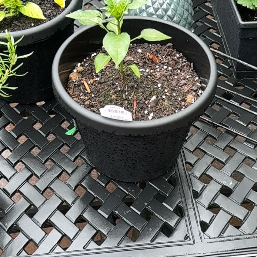 Photo of the plant species Jalapeno Gigante Pepper by @PoshKanono41 named Drake on Greg, the plant care app