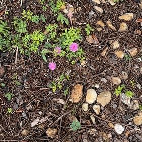 Photo of the plant species Florida Mimosa by @YeahSunstar53 named Planty on Greg, the plant care app