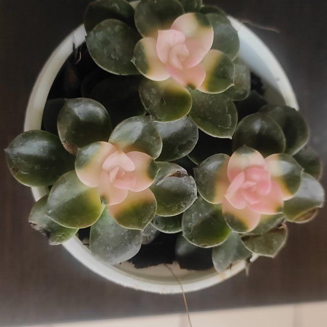 Photo of the plant species Rainbow Echeveria by @AffablePandan73 named Michelle Branch on Greg, the plant care app