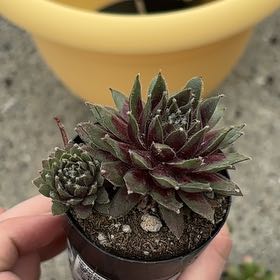 Photo of the plant species Asst Succulent by @anabananas named Robert Plant on Greg, the plant care app