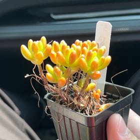 Photo of the plant species Sedum 'Pork and Beans' by @BuffBigfoot71 named Naomi on Greg, the plant care app