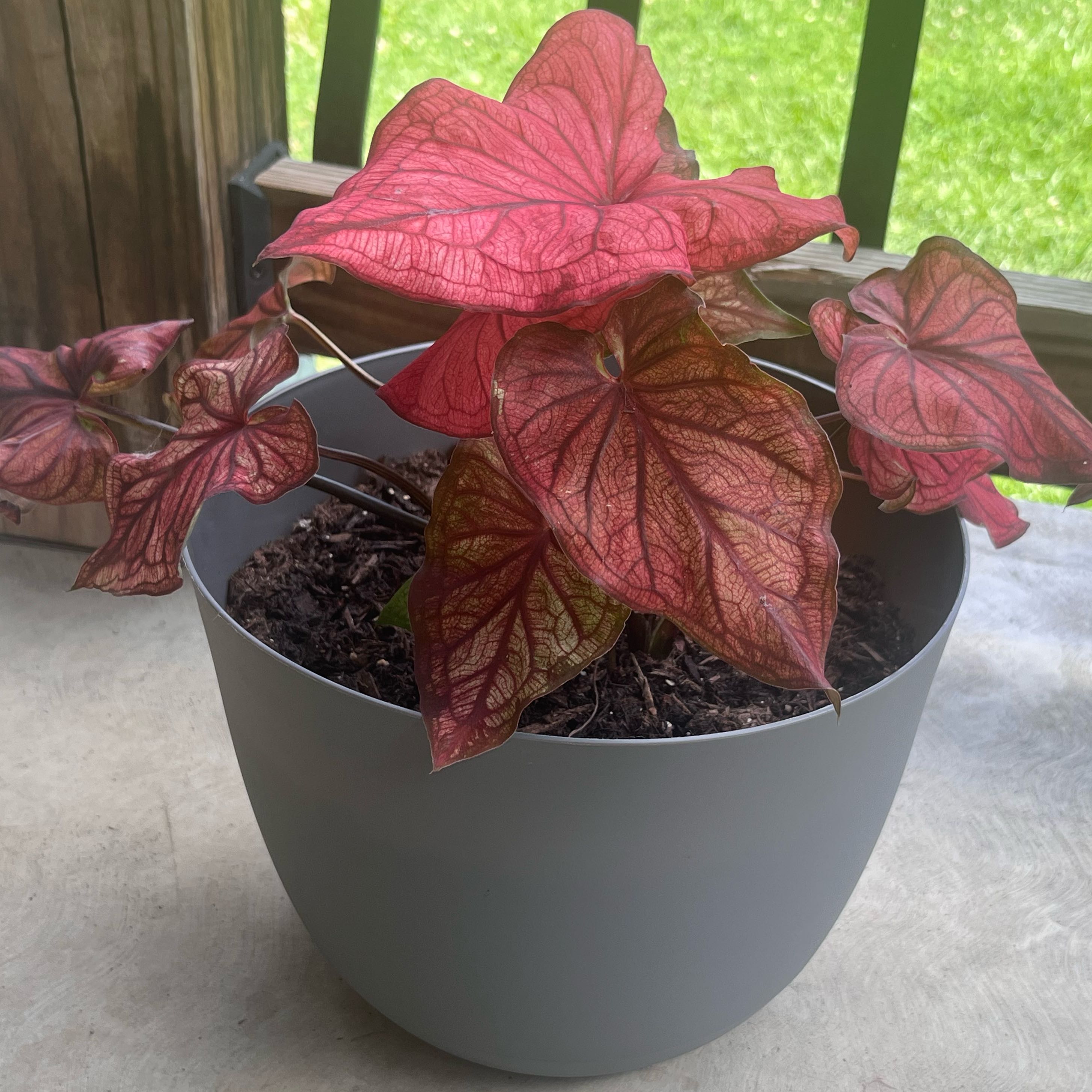 Photo of the plant species Caladium 'Desert Sunset' by @SleepyPsych named Terra on Greg, the plant care app