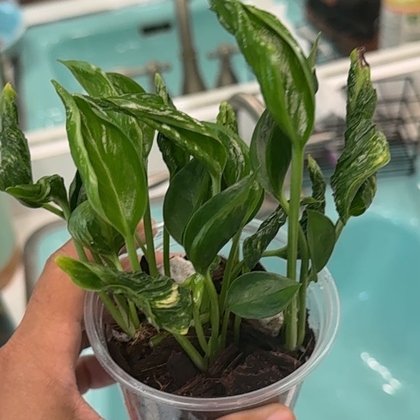 Photo of the plant species Pothos 'Shangri La' by @CosmicCanna36 named Bieber on Greg, the plant care app