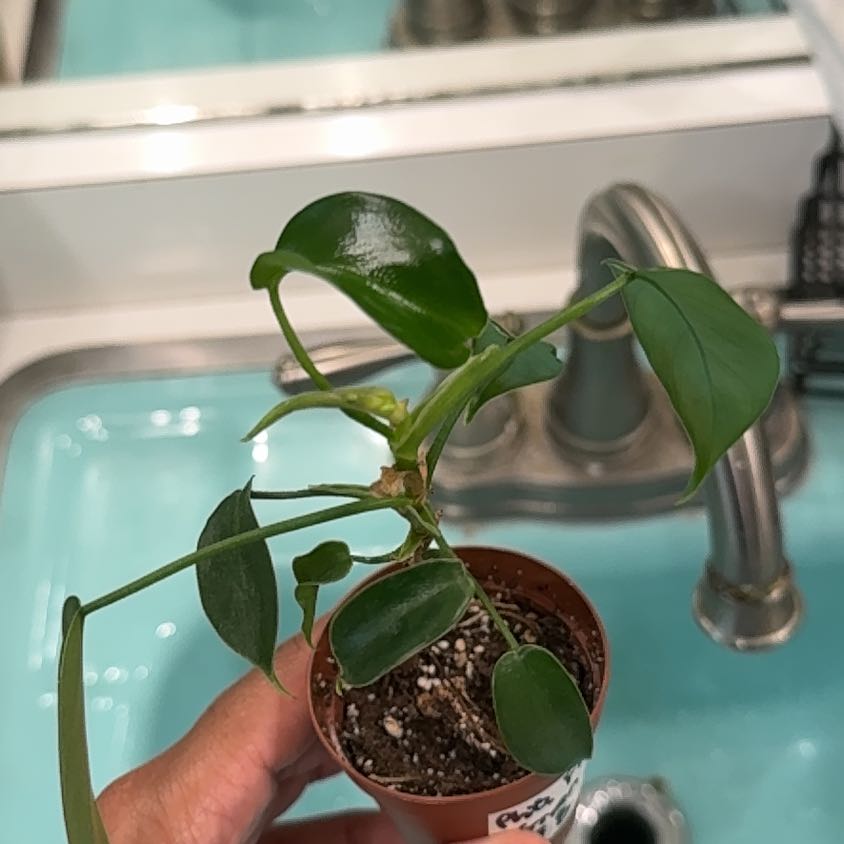 Photo of the plant species Flordia green by @CosmicCanna36 named Austen on Greg, the plant care app