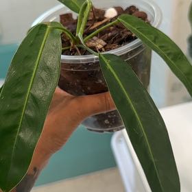 Photo of the plant species Philodendron patriciae by @CosmicCanna36 named Plato on Greg, the plant care app