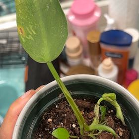 Photo of the plant species Philodendron 'Jose Buono' by @CosmicCanna36 named Gaga on Greg, the plant care app