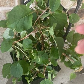Photo of the plant species climbing hydrangea by @SeamlessRedfir0 named Delilah on Greg, the plant care app