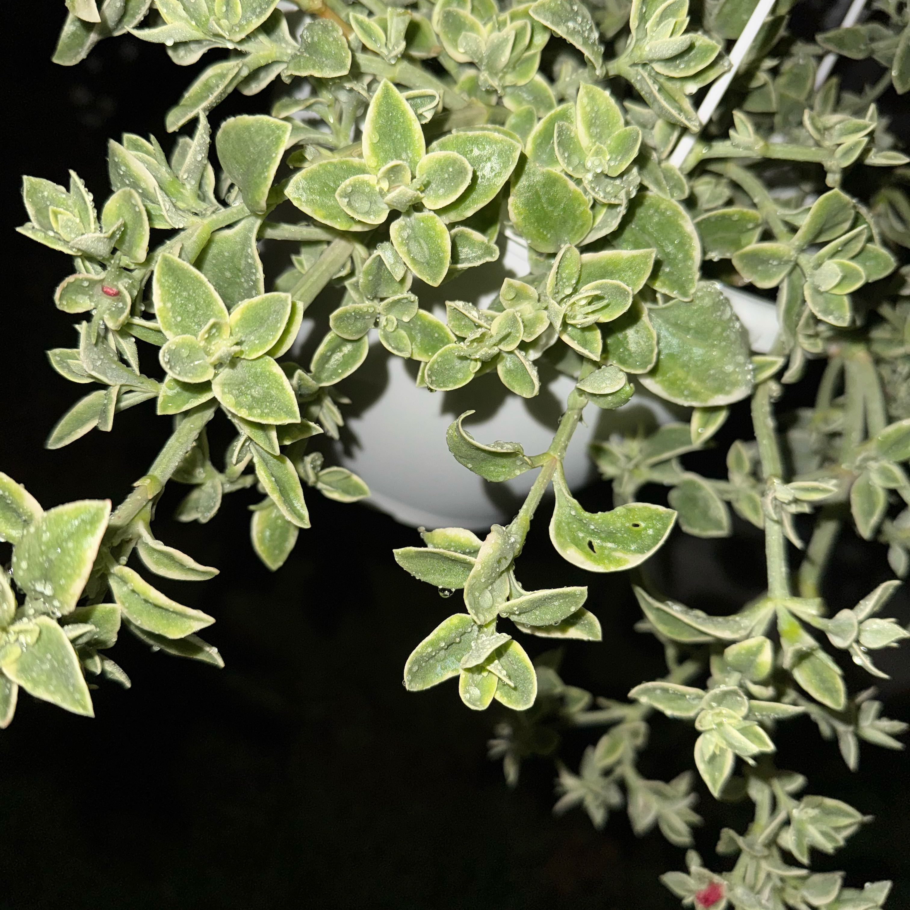 Photo of the plant species Doreanthus bellidiformis 'Mezoo' by @BossWhiterose57 named Bigleef Smalls on Greg, the plant care app