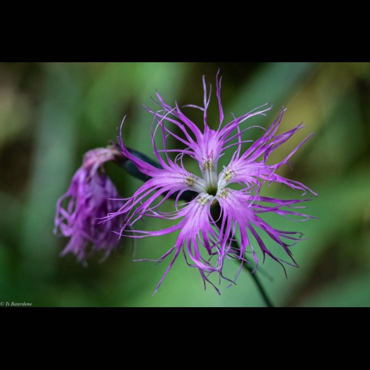 Photo of the plant species Plains Gayfeather by @BusyCentella22 named Sol on Greg, the plant care app