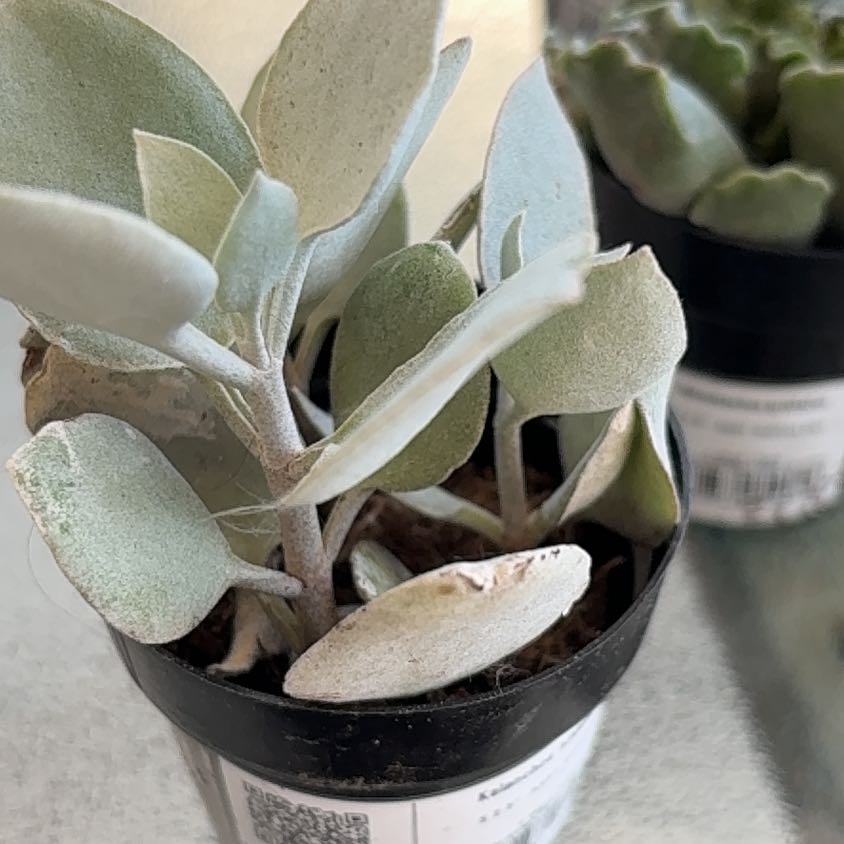 Photo of the plant species Silver Teaspoons by @NewCorndaisy53 named Sahara on Greg, the plant care app