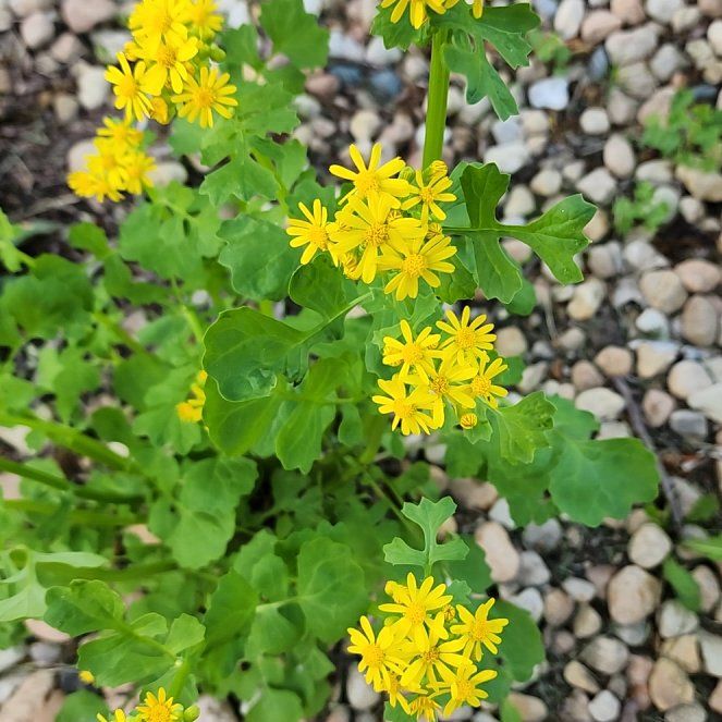 Photo of the plant species Butterweed by @SirHemlock69 named Zion on Greg, the plant care app