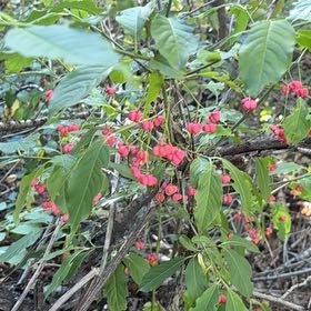 Photo of the plant species European Spindle by @SuppleLemonfern named Fernie Mercury on Greg, the plant care app