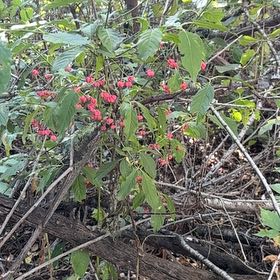 Photo of the plant species European Spindle by @SuppleLemonfern named Muhammad Ali on Greg, the plant care app