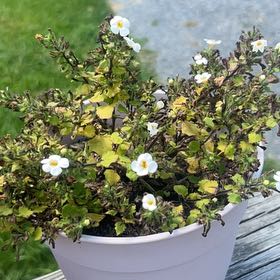 Photo of the plant species Salvia Cistus by @PiousKiekie69 named Scarlett on Greg, the plant care app