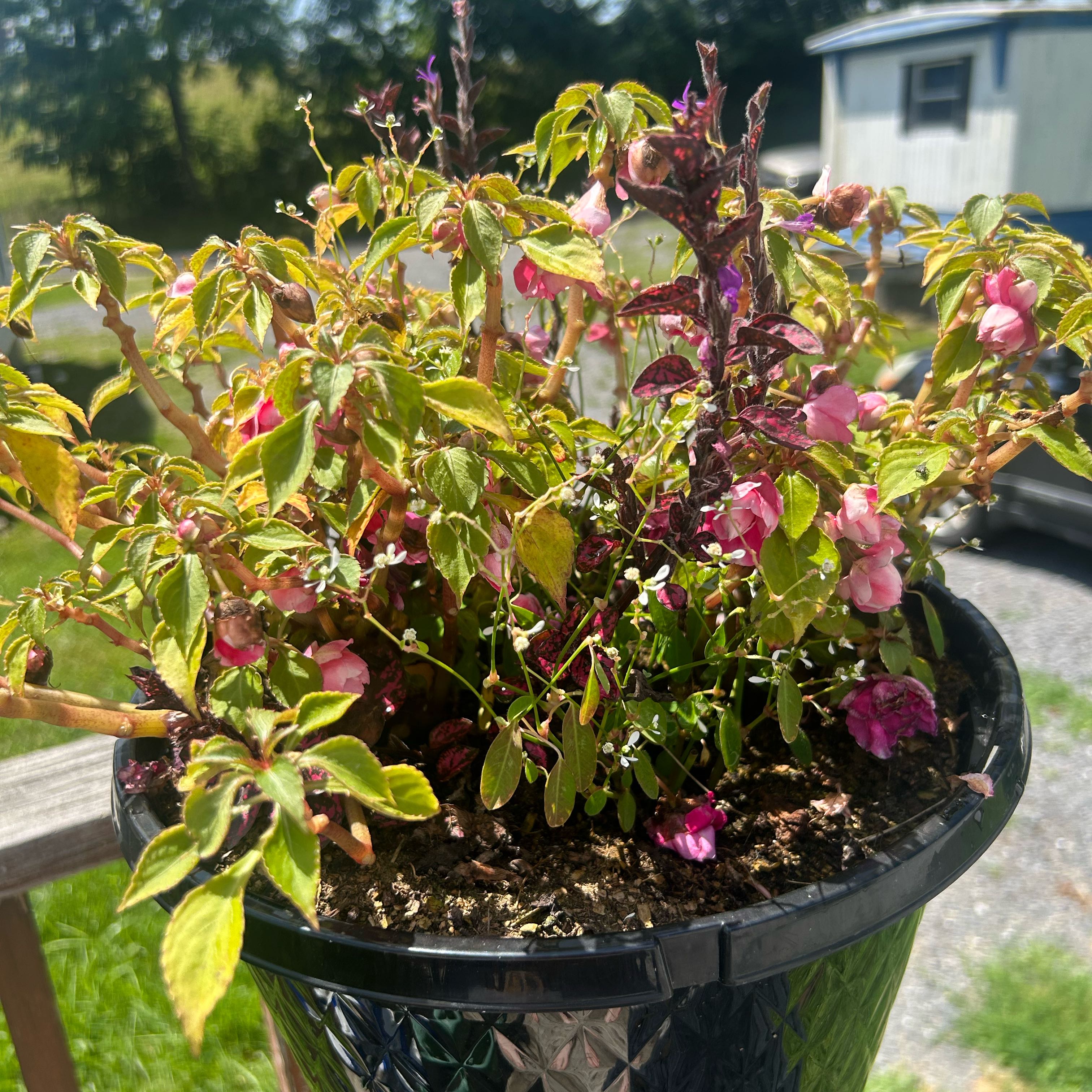 Photo of the plant species Peace rose by @PiousKiekie69 named Dolores on Greg, the plant care app
