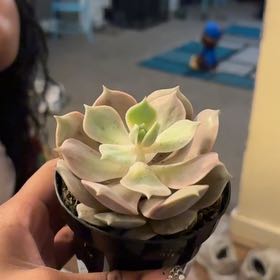 Photo of the plant species Succlent by @DiligentKonjac named Flora on Greg, the plant care app