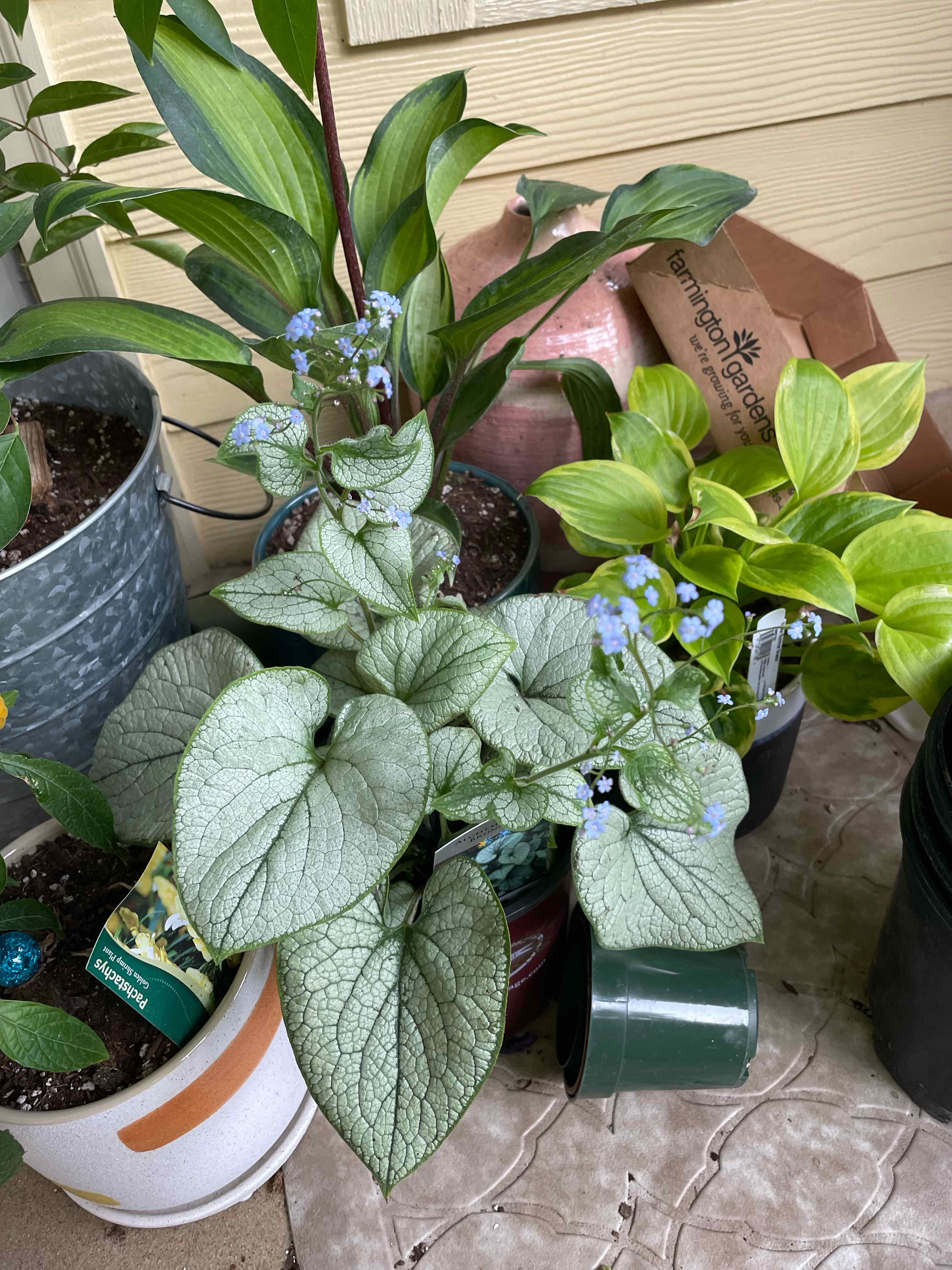 false Forget-Me-Not plant with large leaves and small blue flowers, surrounded by other plants.