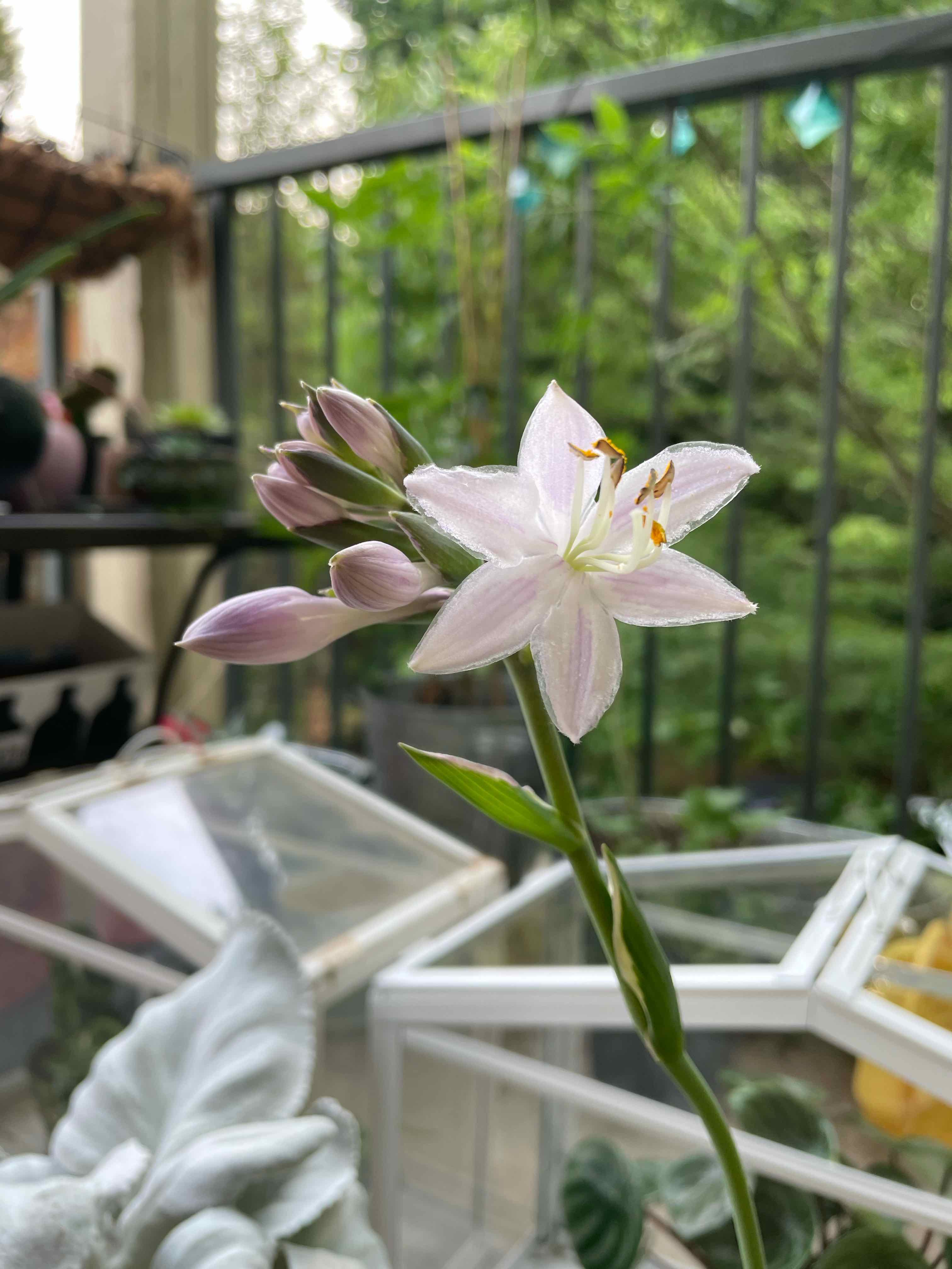 Flowering Hosta 'Patriot' plant with light pink flowers and buds on a balcony.