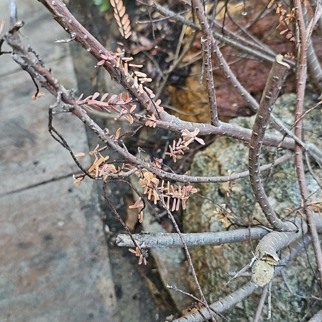 Photo of the plant species Elephant Tree by @FunCandytuft94 named Zion on Greg, the plant care app