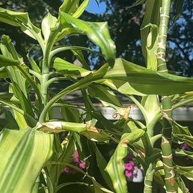 Photo of the plant species Job's Tears by @KnowableColeus6 named Surya on Greg, the plant care app