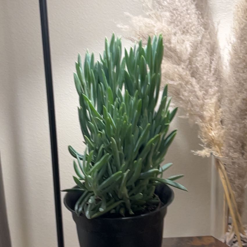 Photo of the plant species Skyscraper Senecio by @TastyBoxholly11 named Gregarious on Greg, the plant care app