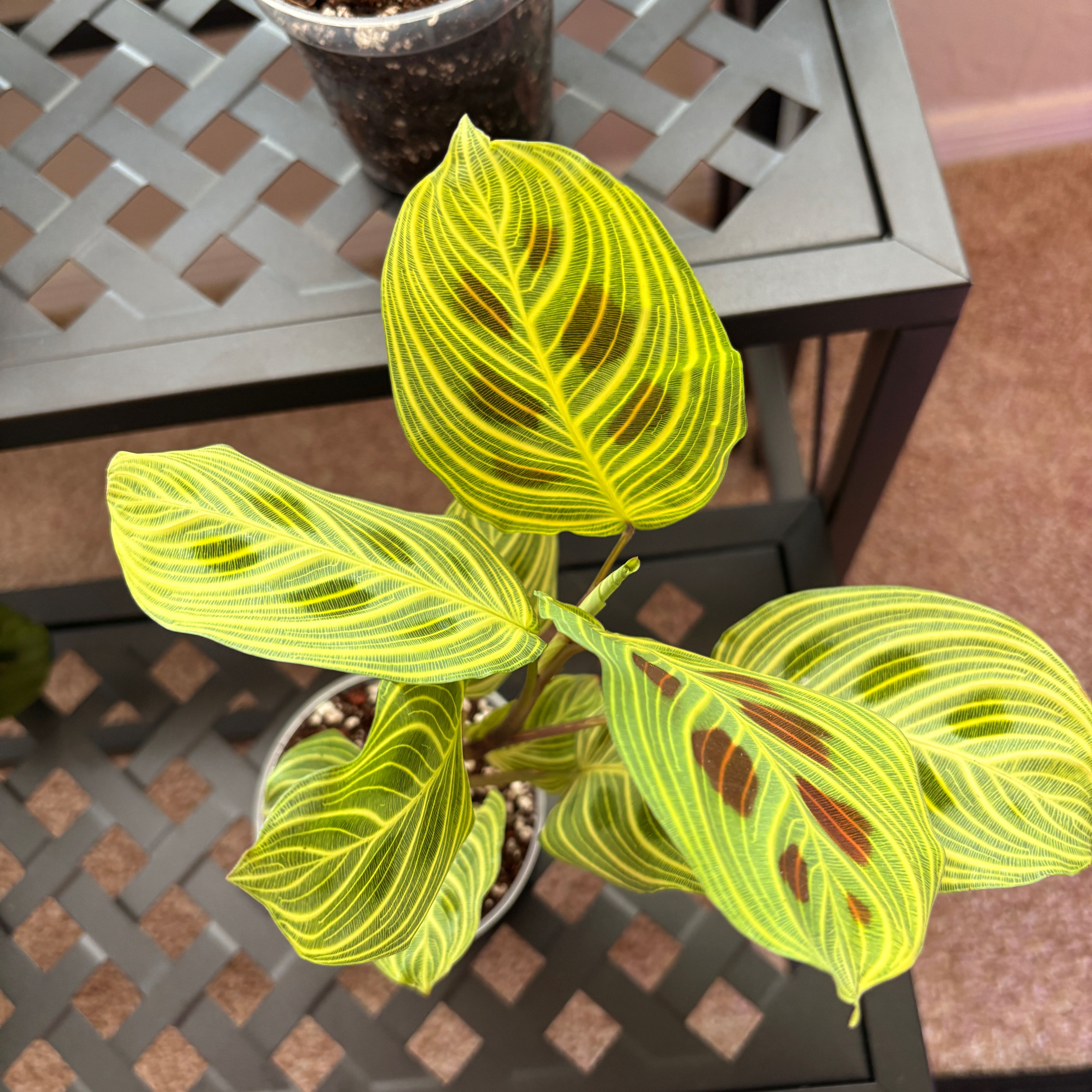 Photo of the plant species Maranta Light Veins by @KinglyKalanchoe named TARS on Greg, the plant care app