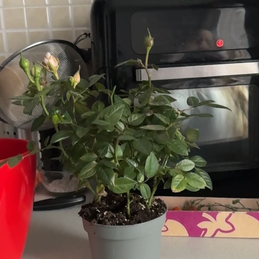 Photo of the plant species Miniature Rose by @ActiveFrogbit named Athena on Greg, the plant care app