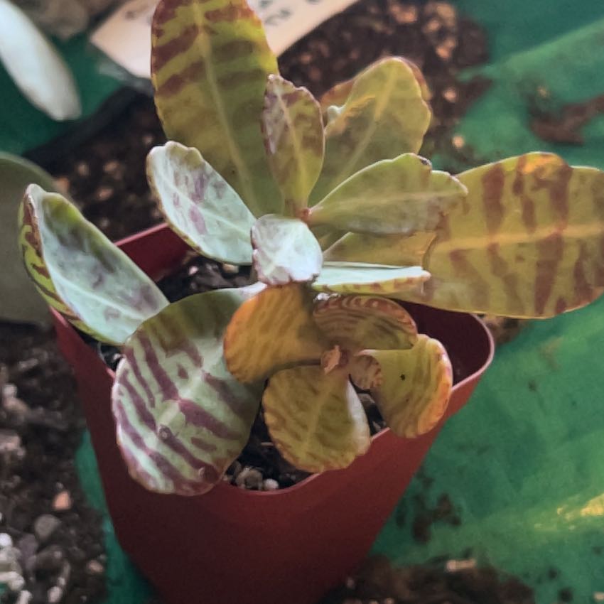 Photo of the plant species Penwiper Plant by @SouthKauai named Tigger on Greg, the plant care app